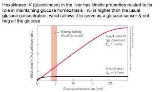 Glycolysis amp gluconeogenesis Intoodeep edition   For those who like details [upl. by Leah472]