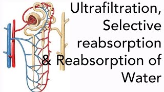 A2 Biology Ultrafiltration Selective Reabsorption and the Reabsorption of Water [upl. by Imehon]