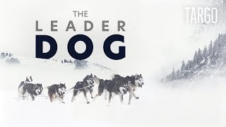 The Leader Dog  Inside one of the hardest sled dogs race VR360 [upl. by Anasiul]