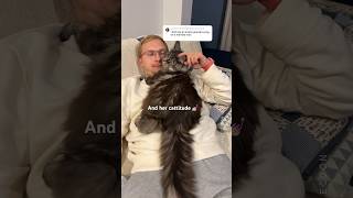 Yes And😼 Shameless Girl Stealing My Husband 🤷🏻‍♀️ catmom catdad lifewithcats mainecoon [upl. by Schlessel]