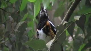 chestnut backed thrush singing [upl. by Eisserc23]