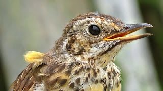 Song Thrush Birds Chirping and Singing on The Isles of Scilly [upl. by Duwe]