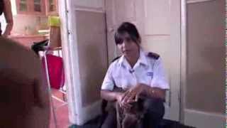 RSPCA Video  The Dog Rescuers Episode 8 [upl. by Helprin]