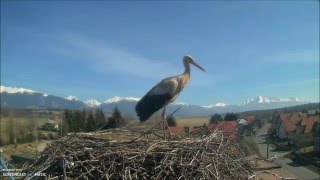 Bociany Vavrišovo Slovakia 2042016 1005 The first stork [upl. by Arlan]