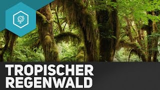 Der Tropische Regenwald  Die Tropen II  Klimazonen 2 [upl. by Euqininod]