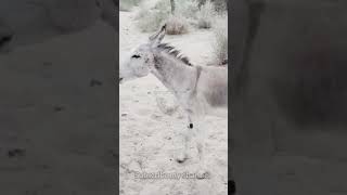 Donkeys breeding donkey best [upl. by Elleiad]