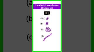 Quiz15  Bacterial Identification  microbiology bacteria shorts basicappliedmicrobiology [upl. by Ihp]