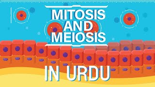 What is Mitosis amp Meiosis  Complete  UrduHindi [upl. by Mines]