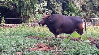 Banteng JawaBos javanicus [upl. by Ahsiki584]