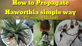 HOW TO PROPAGATE HAWORTHIA [upl. by Ilowell765]