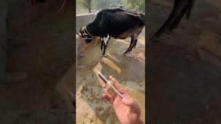 Oxytetracycline injection in cattle [upl. by Iclek]