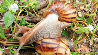 Whats Killing Your Baby Snail Top Care Mistakes to Avoid [upl. by Dnalyram]