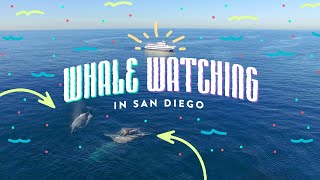 The Ultimate Whale Watching Tour  One Bright Idea [upl. by Sitra]