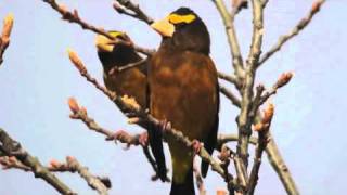 Evening Grosbeak [upl. by Daveta]