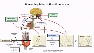 Thyroid Hormones and Thyroid Function Tests [upl. by Nahtanhoj]