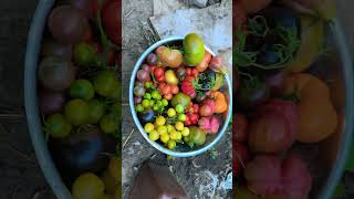 The first heirloom tomato harvest of the season HeirloomTomatoes OrganicGardening [upl. by Ynahteb]