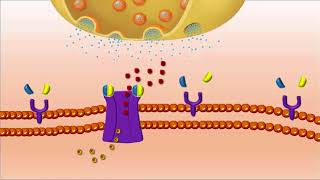 Receptor Nicotinico de ACh [upl. by Arni]