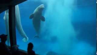 amazing beluga whale jumping out of the water CRAZY [upl. by Etnoek]