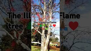 The Illawarra flame tree which is known as Brachychitan acerifolius scientifically [upl. by Schwejda]