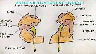 Relations of kidneys  Anterior Relations  med tutorials [upl. by Anceline885]