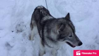 Canadian Eskimo dogs Episode 2 [upl. by Borrell338]