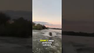 Unforgettable Wildlife Moment Hippo Chases Boat subscribe wildlife [upl. by Bax940]