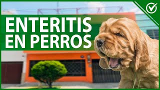 🐶 Enteritis en Perros  Causas Síntomas y Tratamiento de la Enteritis Canina 🐶🧫 [upl. by Anastasio]