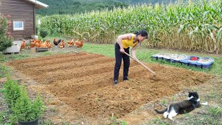 Peaceful Life  Vegetable garden start growing vegetables Building Farm [upl. by Suehtomit]