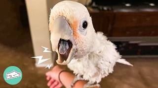 Cockatoo Starts Jamming To Rock Songs Lady Left Speechless  Cuddle Buddies [upl. by Tiga]