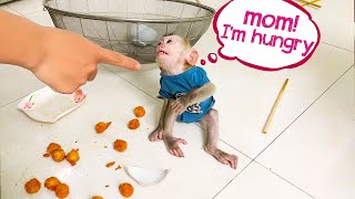 What Happens When a Mischievous Monkey Meets an Angry Mother monkey [upl. by Wrdna934]