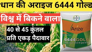 बायर की धान की अराइज 6444 गोल्ड।Bayer Paddy Arize 6444 Gold।धान की खेती कैसे करेंधान की उन्नत खेती [upl. by Ennis]