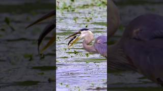 The Heron on the Hunt birds herons nature [upl. by Jesh]