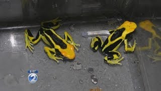 Authorities raid Manoa home for illegal poisonous frogs [upl. by Phillane397]