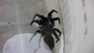 HUGE DEADLY FUNNEL WEB Spider  Playing Dead  Watch in HD PART 1 of 2 [upl. by Edlyn]