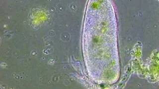 Инфузория туфелька Paramecium caudatum [upl. by Mendelsohn]