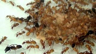 10 09 2013 Camponotus maculatus [upl. by Ahsiekal]