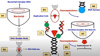 Quinolones  Mechanism of Action  Quinolone  DNA Gyrase Inhibitors  Hindi  Urdu  Animation [upl. by Eidroj519]