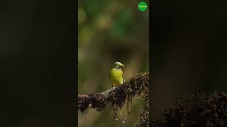 Grey Headed Bulbul greyheadedbulbul bulbul birdvideos birdshorts shortvideo shorts birding [upl. by Kenleigh503]