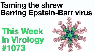 TWiV 1073 Taming the shrew and barring EpsteinBarr virus [upl. by Sul]