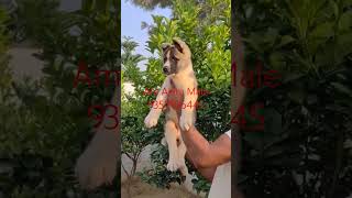 Am Akita India BestDogsDealsIndia [upl. by Aracat874]