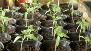 Phototropism in Tomatoes  Timelapse [upl. by Yluj]