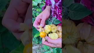 Picking cape gooseberry garden fruit berry [upl. by Watanabe]