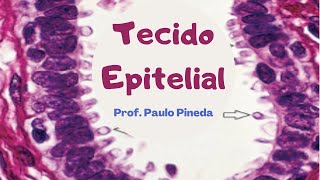 Histologia  Epitélio [upl. by Nnaytsirk109]