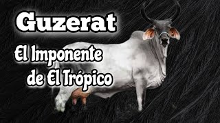 Guzerat El Imponente de El Trópico Ventajas y Desventajas [upl. by Htessil]