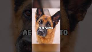 El perro fue abandonado por su dueño y esperó en el aeropuerto durante dos años futurelink movie [upl. by Rolan225]