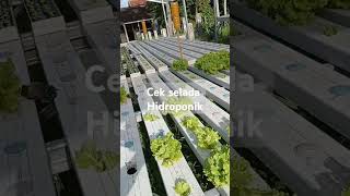 Cek kebun hidroponik hidroponik gardening hidroponik [upl. by Tol]