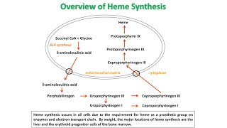 Heme synthesis and degradationJaundicetypes of porphyriatreatment [upl. by Jacinthe]