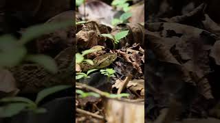 Pit Viper in Corcovado [upl. by Llorrac]