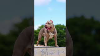 comment main btao kon engrossed hai 😱  shorts pitbullfacts viralvideo dog facts subscribe [upl. by Holder]