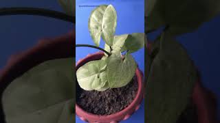 popular houseplant arrowhead plant Syngonium podophyllum tropical 🌿 [upl. by Harding]